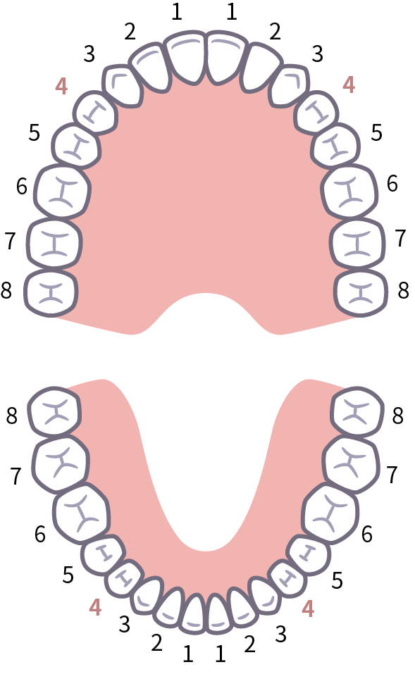 上顎と下顎の歯並び